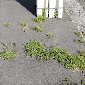 Field horsetail