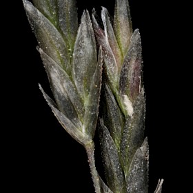 African lovegrass