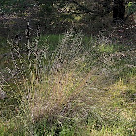 African lovegrass