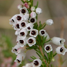 Spanish heath