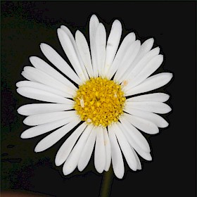 Mexican daisy