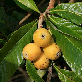Loquat