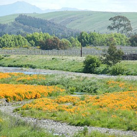 Californian poppy
