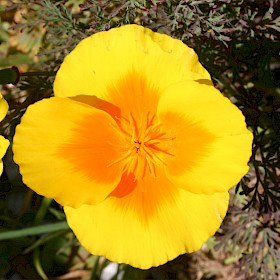 Californian poppy