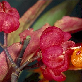 Spindle tree