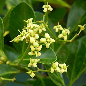 Japanese spindle tree