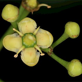 Japanese spindle tree