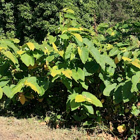 Giant knotweed