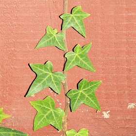 Ivy