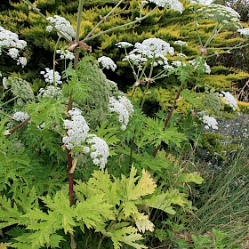 Giant hogweed