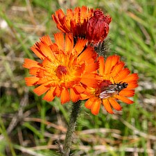 Orange hawkweed Photo: Trevor James