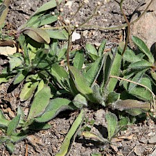 Orange hawkweed Photo: Trevor James