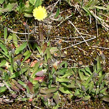 Mouse-eared hawkweed Photo: Trevor James