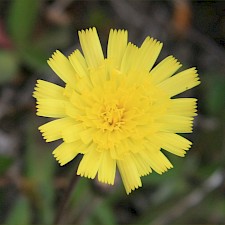 Mouse-eared hawkweed Photo: Trevor James
