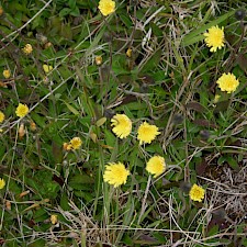 Mouse-eared hawkweed Photo: Trevor James