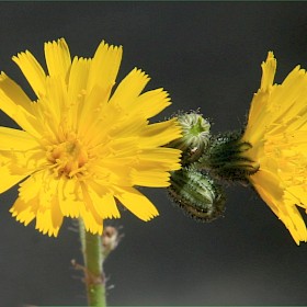 Hawkweed