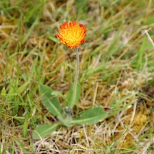P. xsoloniflora Photo: Trevor James