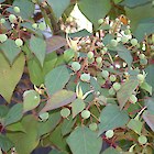 Queensland poplar