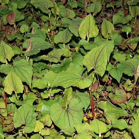 Houttuynia