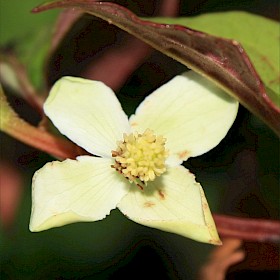 Houttuynia