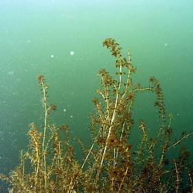 Hydrilla