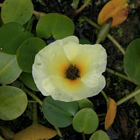 Water poppy
