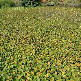 Water poppy