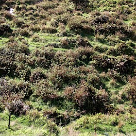 Tutsan