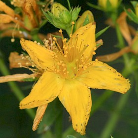 St John’s wort