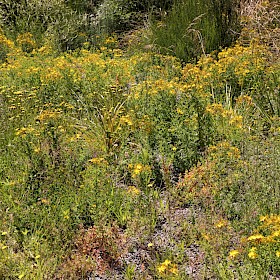 St John’s wort
