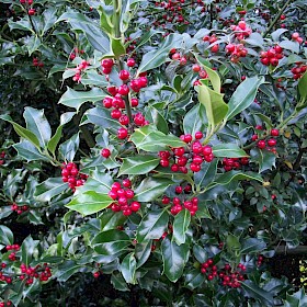 Holly