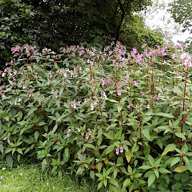 Himalayan balsam