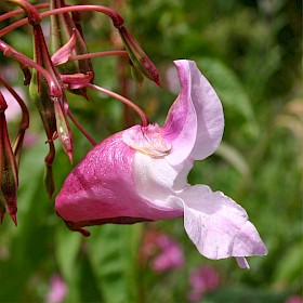 Himalayan balsam