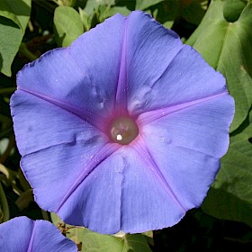 Blue morning glory