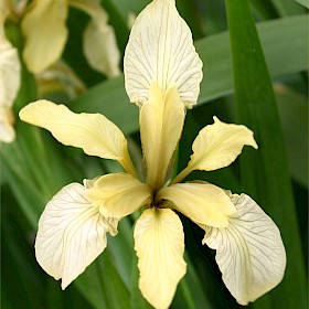 Stinking iris