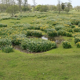 Yellow flag iris