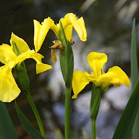 Yellow flag iris