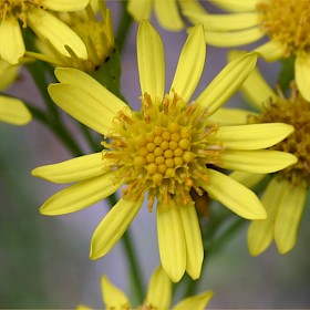Ragwort