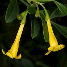 Italian jasmine