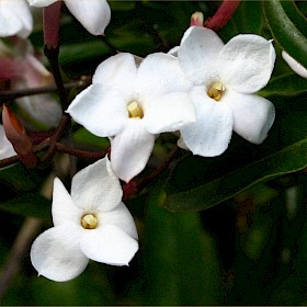 Jasmine