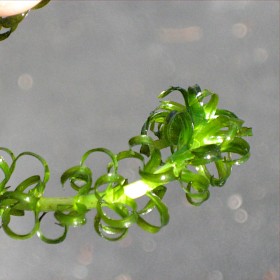 Lagarosiphon