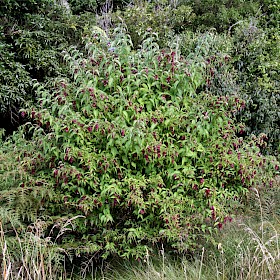 Himalayan honeysuckle