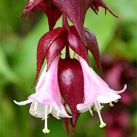 Himalayan honeysuckle