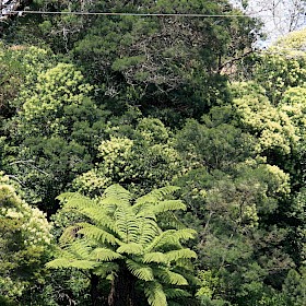 Tree privet