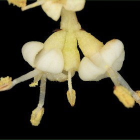 Tree privet