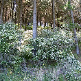Chinese privet
