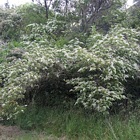 Chinese privet