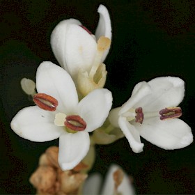 Chinese privet