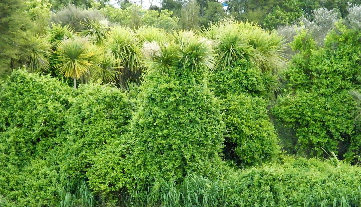 Japanese honeysuckle