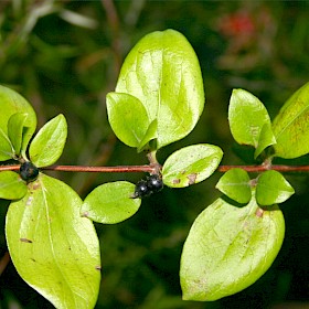 Japanese honeysuckle
